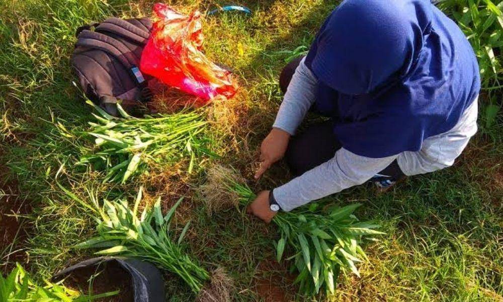Mudah Banget, Ini 7 langkah Menanam Kangkung di Halaman Rumah