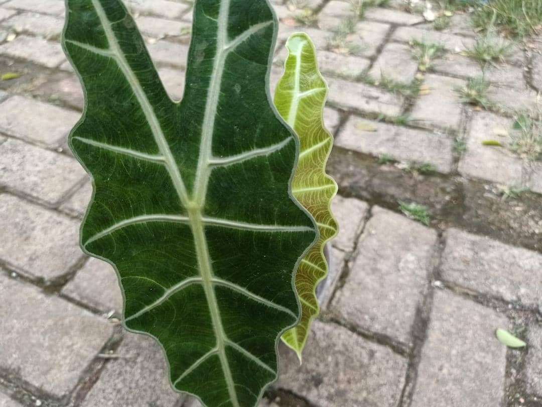 Popbela.com/Romi Subhan