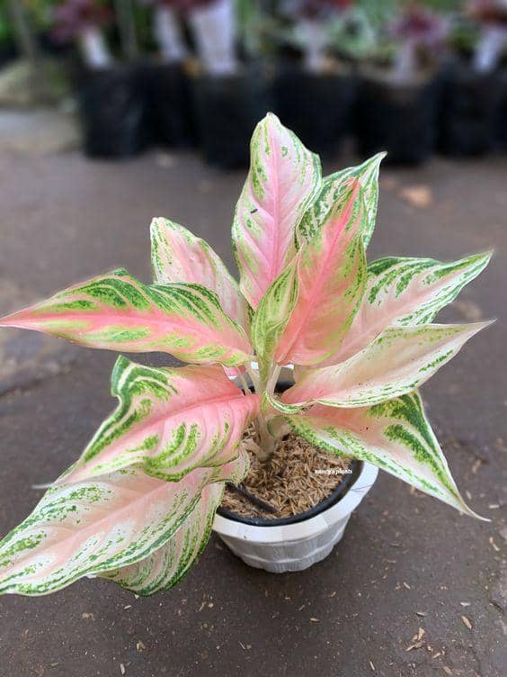 Instagram.com/nancymartharia