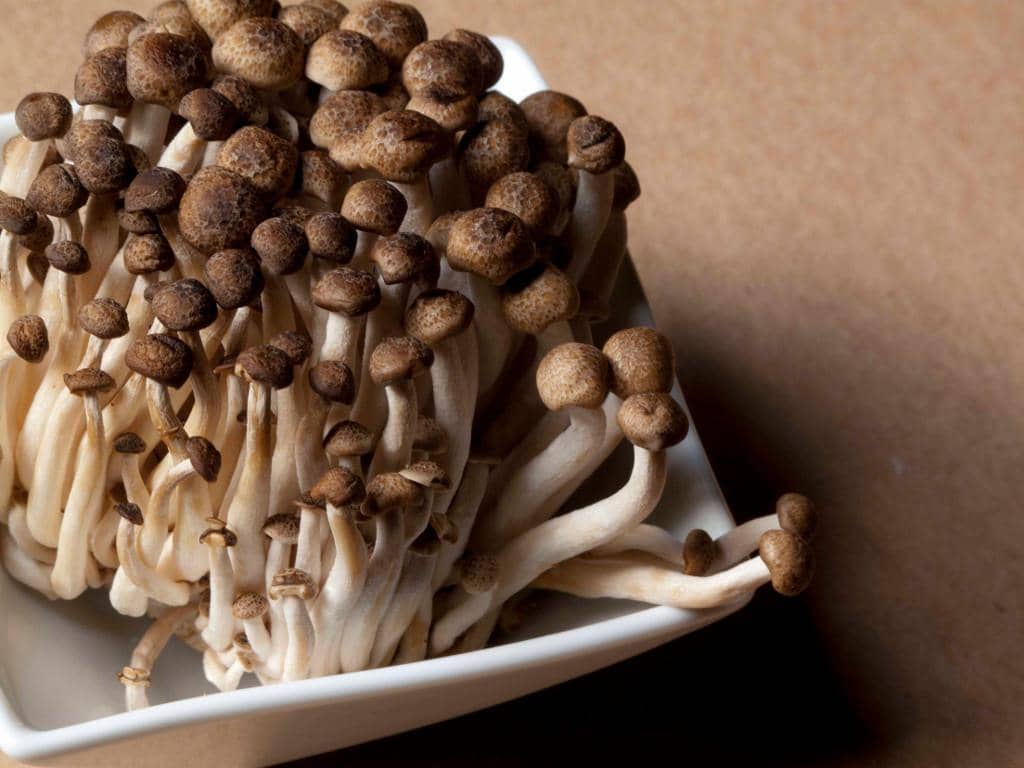 miraclemushroom.co.za