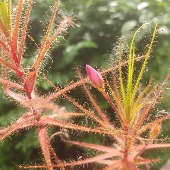 pinterest.com/tepuiplants