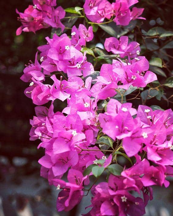 pinterest.com/idayasmina