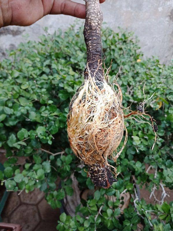 griyakemuning.wordpress.com