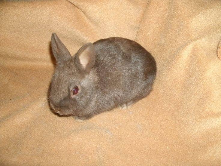 Pinterest.com/Weebly