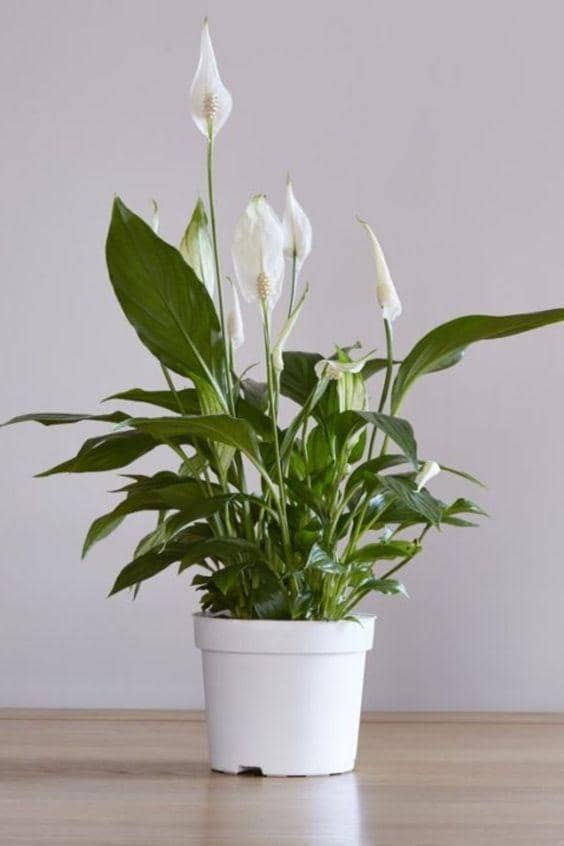 homestratosphere.com