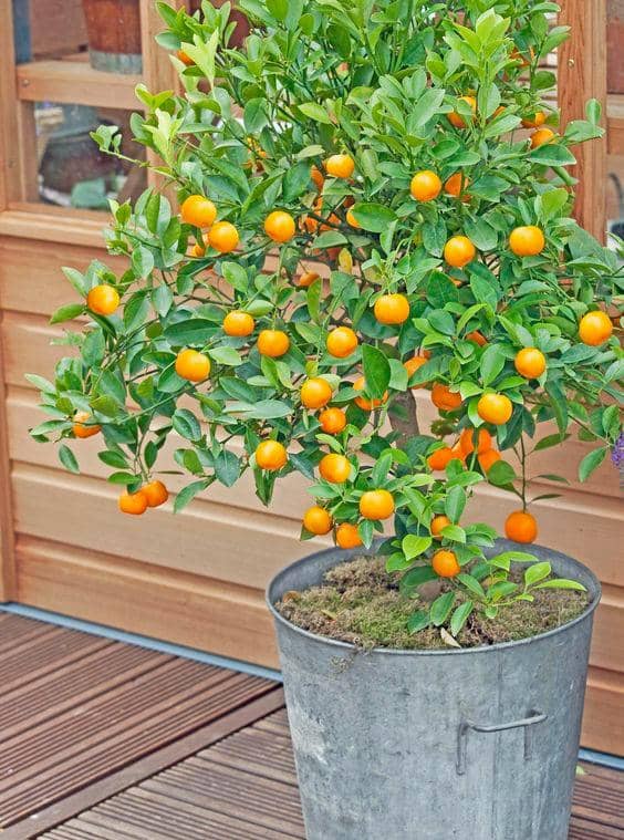 mein-schoener-garten.de