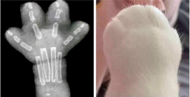 twitter.com/ AliTriox