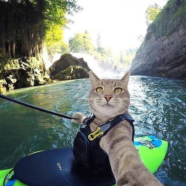 freepik.com/ zora.cats