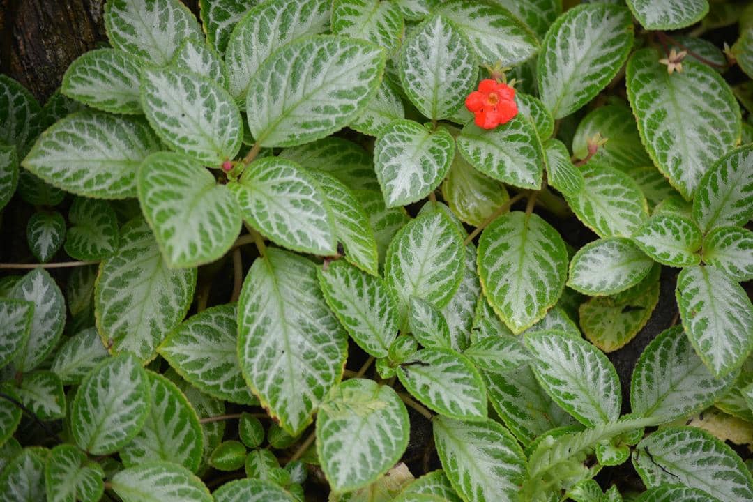 planterandforester.com