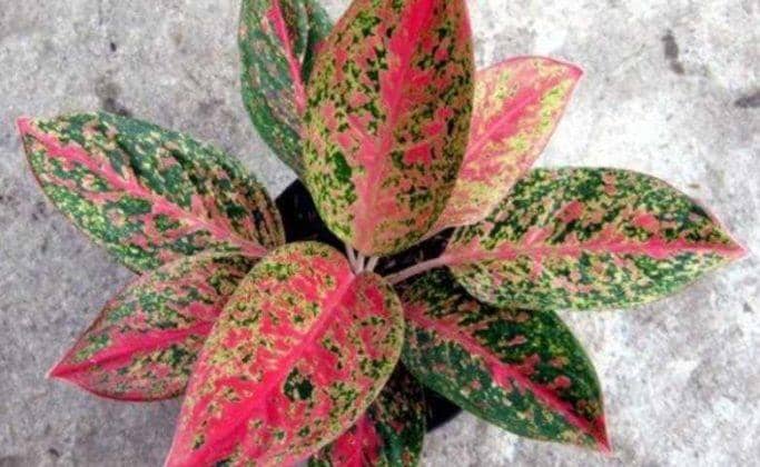 Wordpress.com/TanamanAnglonema