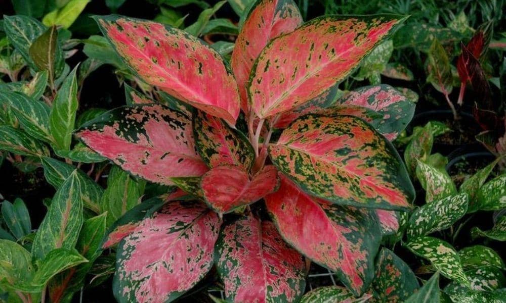 Pinterest.com/Flickr