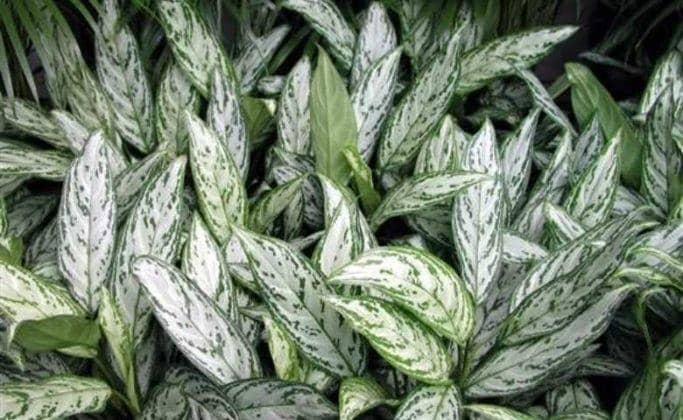 Pinterest.com/Jonathan Kopinski