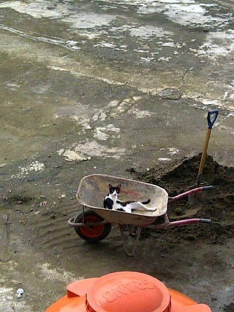 Twitter.com/lianovita02