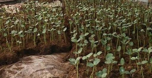 Cybex.pertanian.go.id