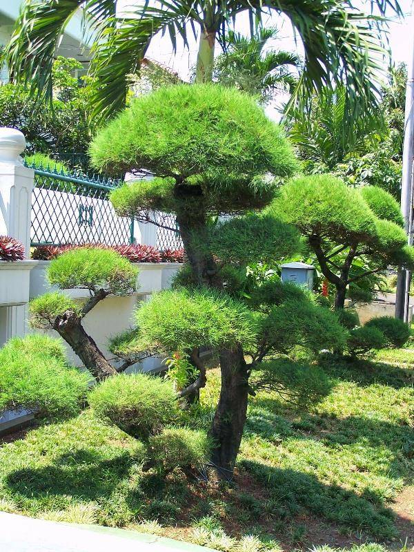 bonsai1001.blogspot.com