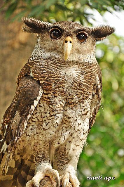 flickr.com/rianti_ape