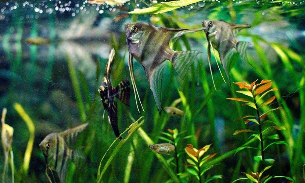 Memesona, Ini 7 Jenis Ikan Aquascape yang Super Cantik