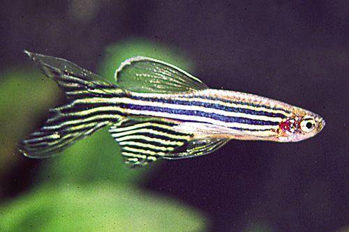 Dok.Lovedfish.com