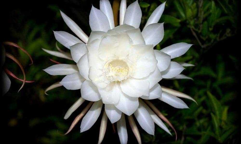 Pinterest.com/Flickr