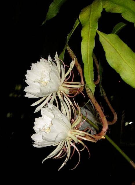 Pinterest.com/Flickr