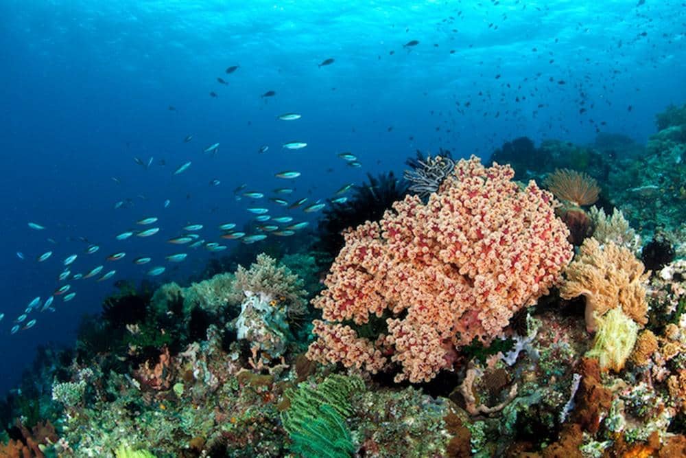 Dok. Wowie Wong via SafeTrip