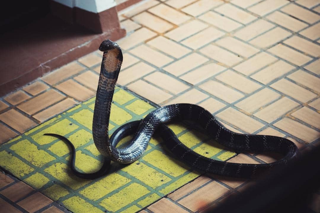 Unsplash.com/Hendrik Schlott