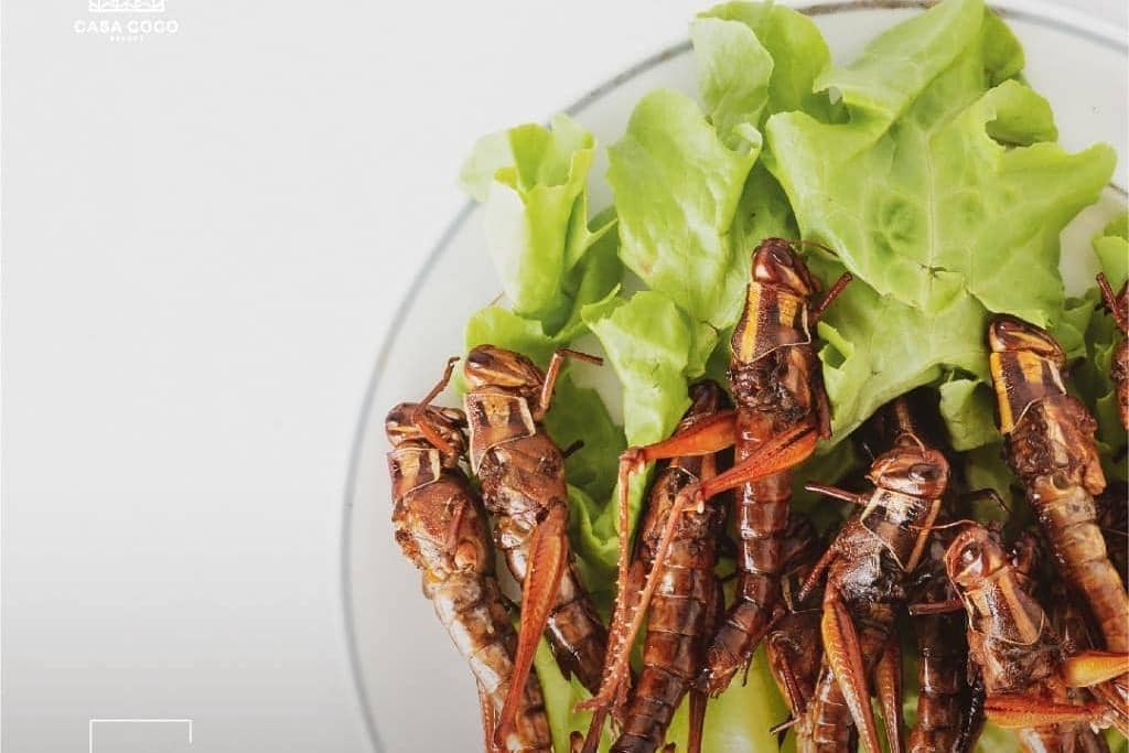 instagram.com/ casacoco.yk