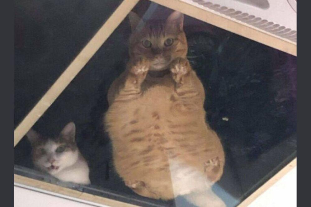 Satu Kucing Kurang, Ini 11 Alasan Kamu Perlu Dua Kucing di Rumah