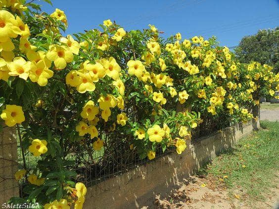 flickr.com/salete_silva