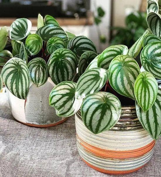 balconygardenweb.com