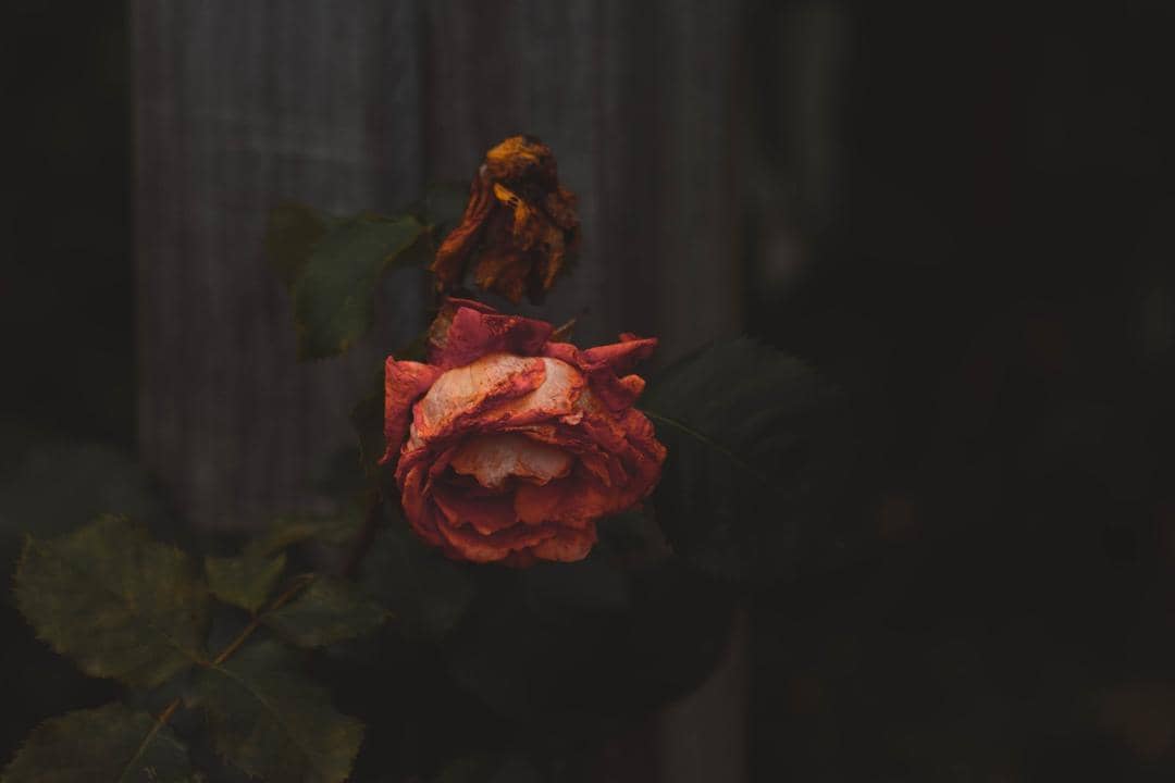 Unsplash.com/Martias P. R. Reding