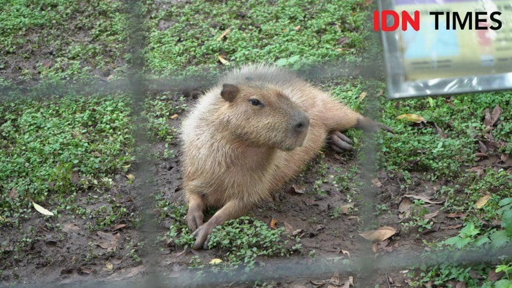 IDN Times/Reynaldy Wiranata