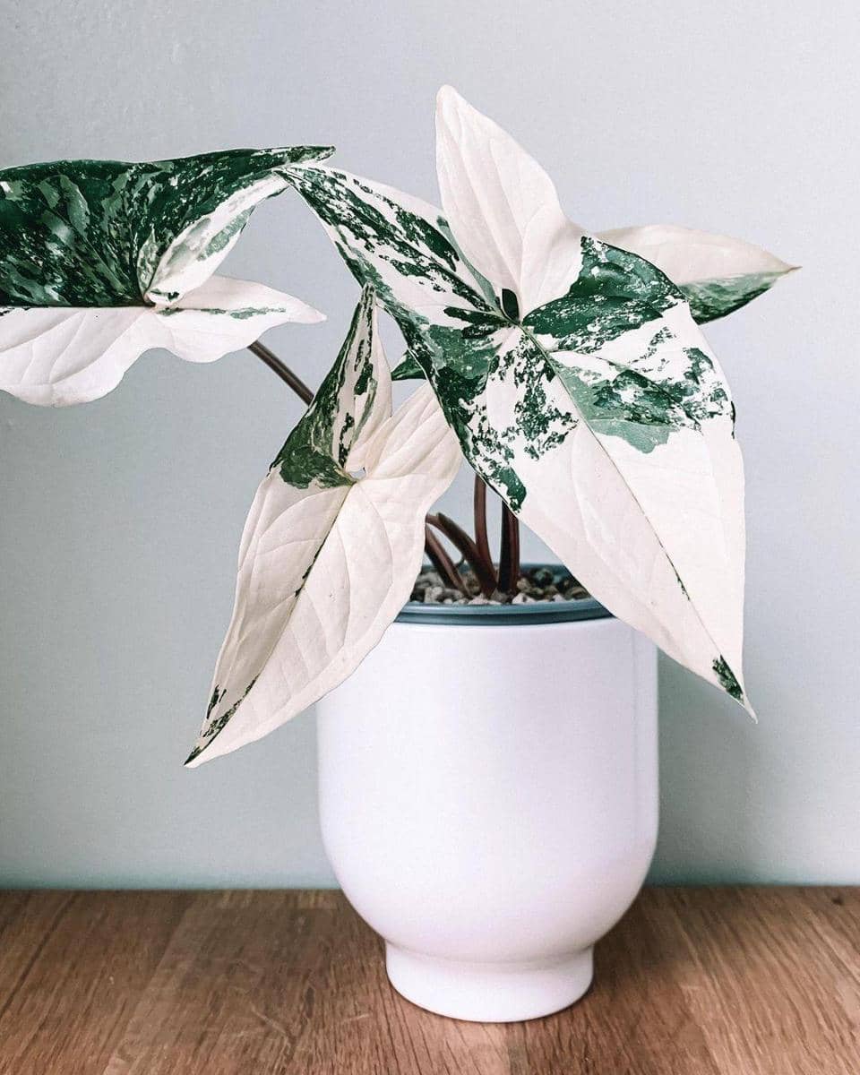 instagram.com/knotsandleaves