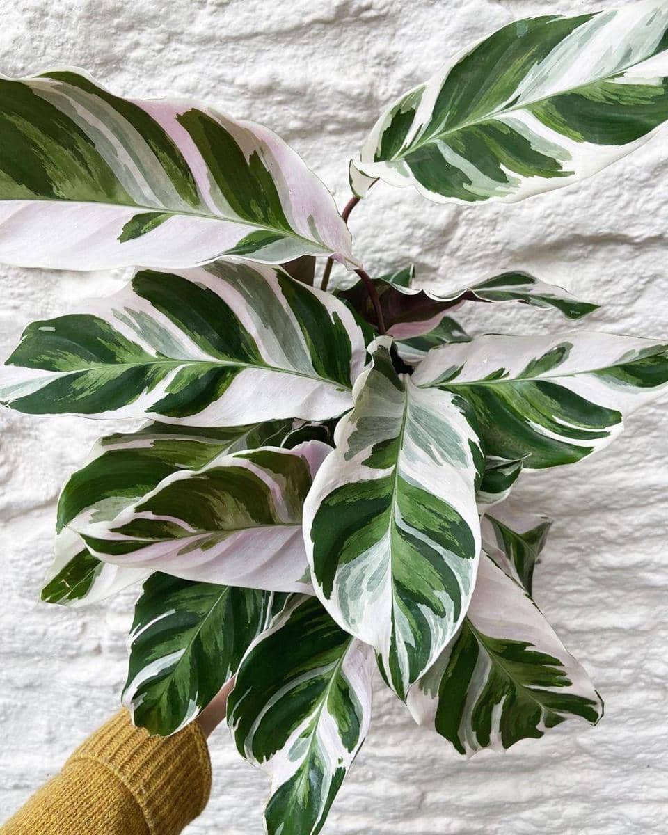 instagram.com/pileaplantshop