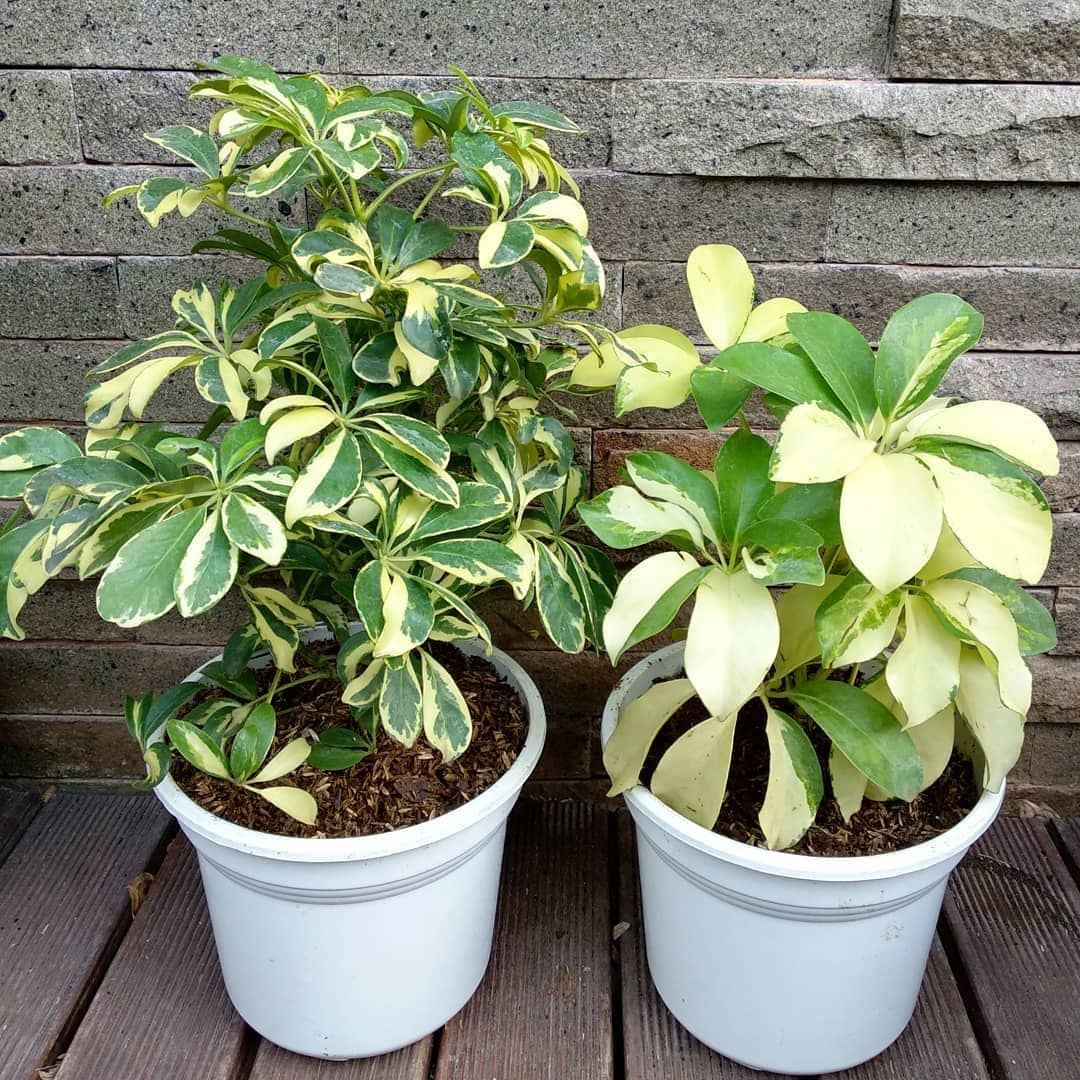 instagram.com/pot.kecil