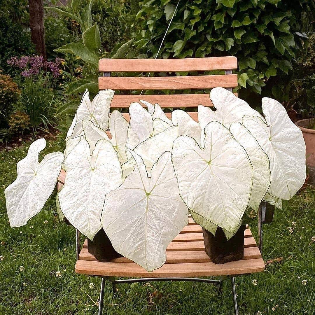 instagram.com/rumahgodong