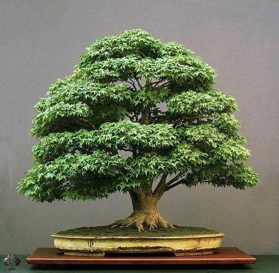 bonsaitreegardener.net