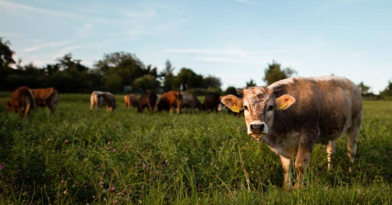 Unsplash.com/Christian Burri