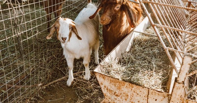 Pexels.com/Roman Odintsov