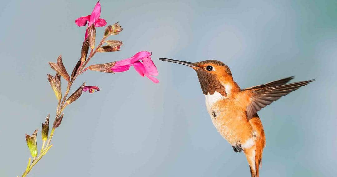 Pixabay.com/Fred Prose