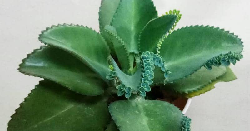 Instagram.com/jolie_christianto