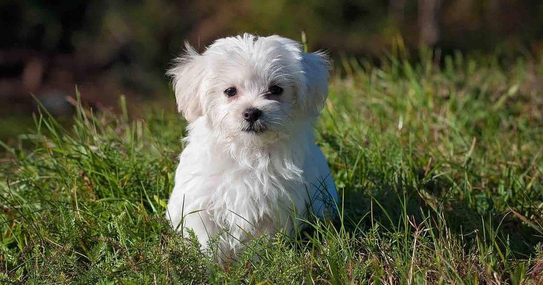 Pixabay.com/Pezibear