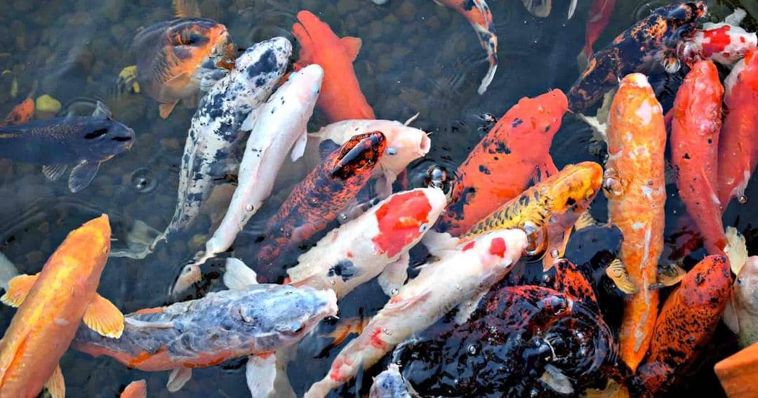 Pixabay.com/Dearly Reloved