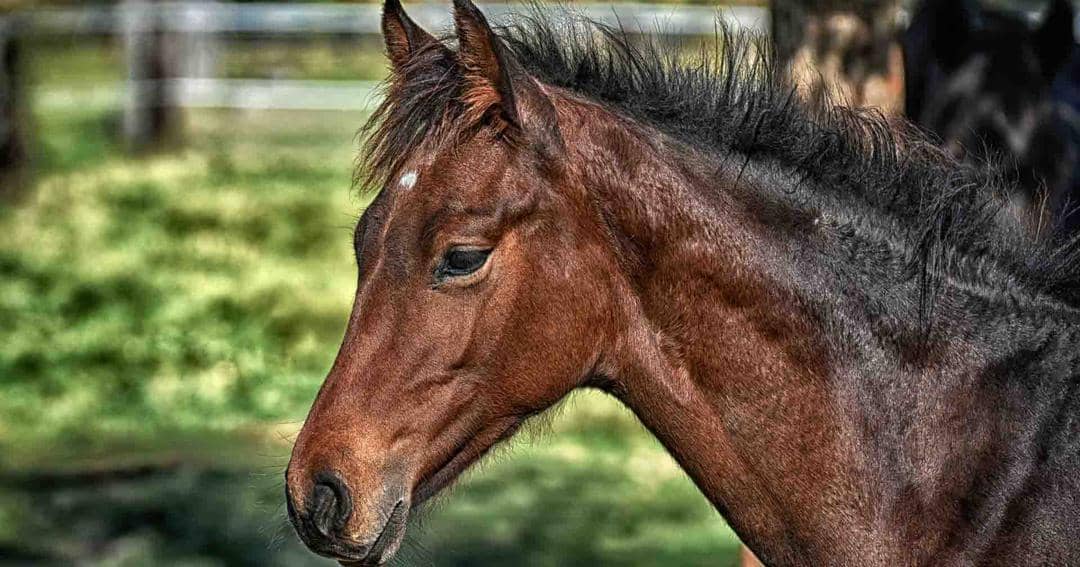 Pixabay.com/Alexas_Fotos