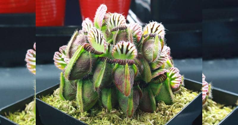 Carnivorousplantresource.com