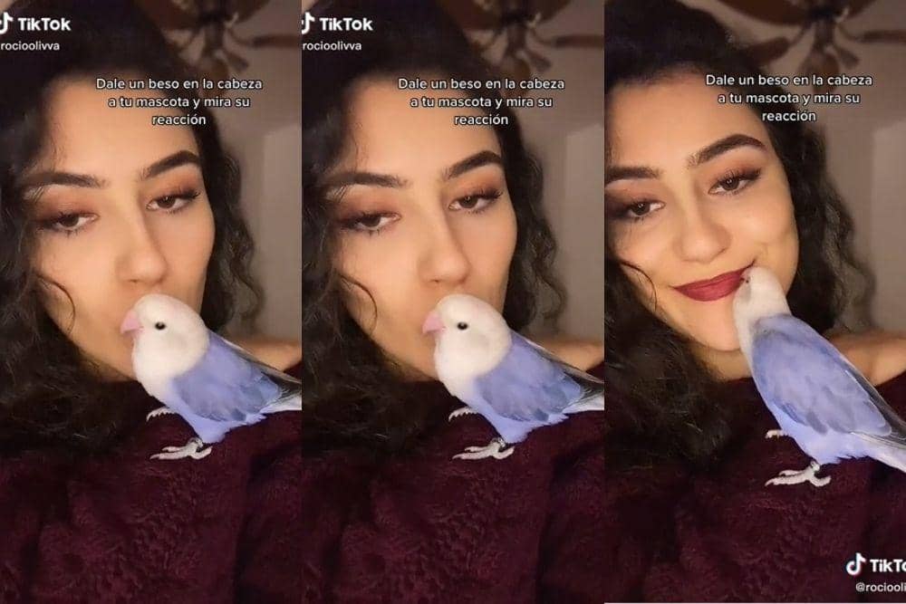 tiktok.com/rocioolivva