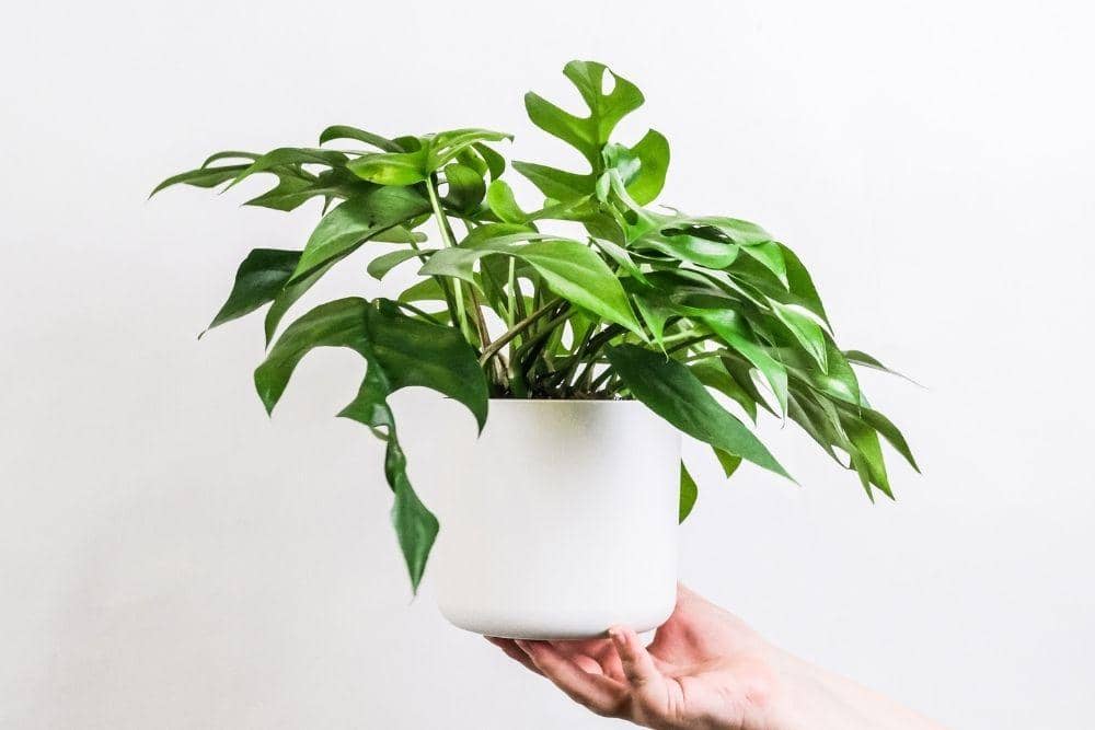 unsplash.com/severin-candrian