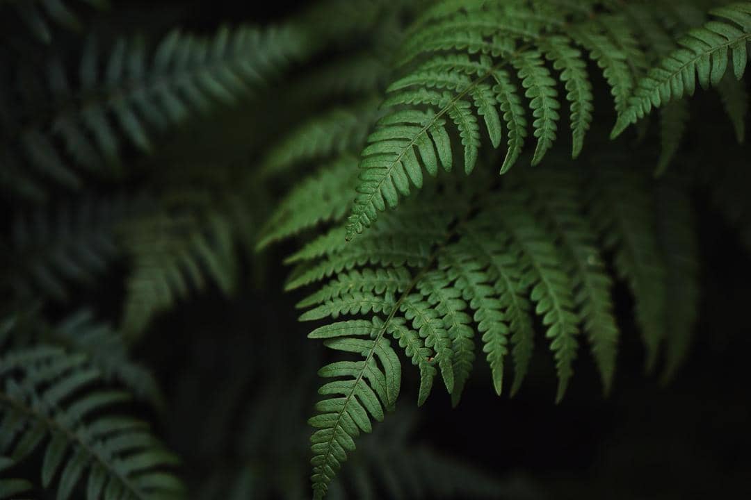 Unsplash.com/Adrian Swancar