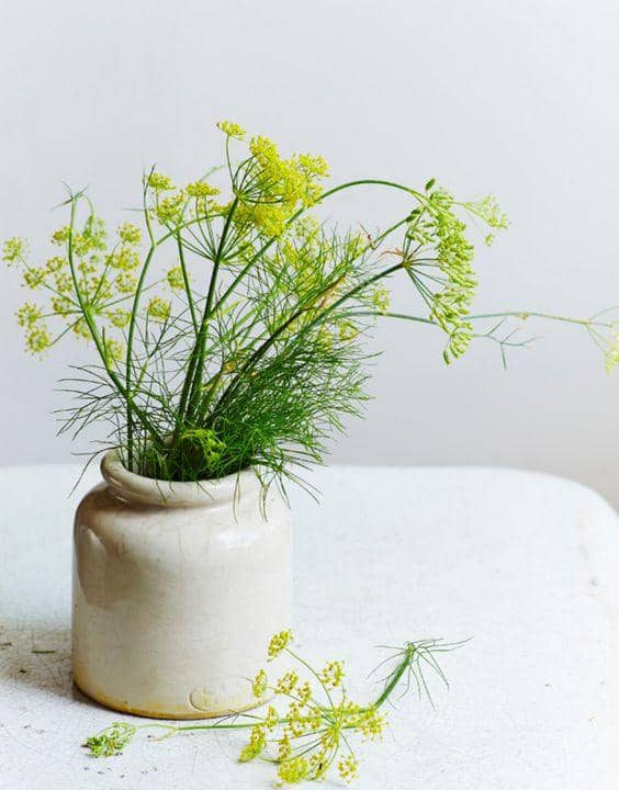 pinterest.com/shopie allen