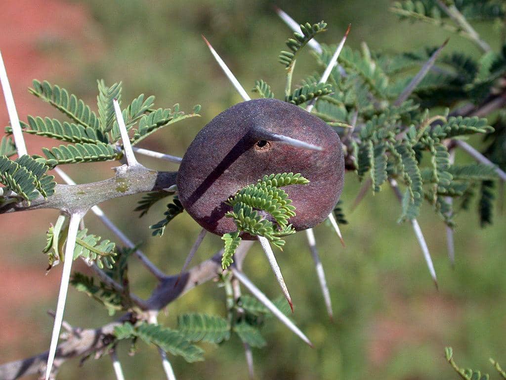 commons.wikimedia.org